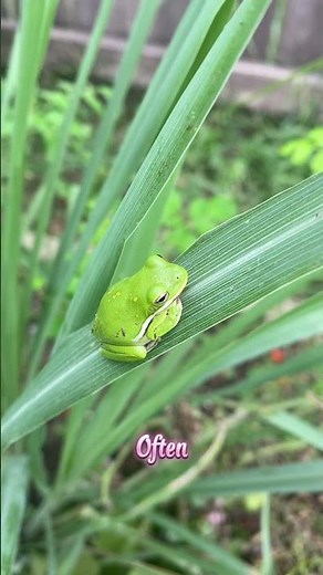 american green tree frog