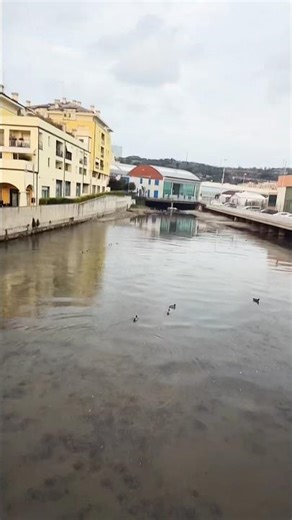 Duck's flying wings #seaview #mountains #duck #duckadventures #duckling