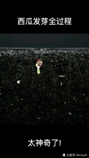 西瓜种子发芽全过程