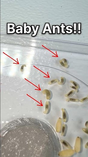 Giving baby ants a NEW Queen!!
