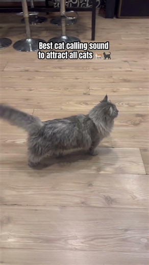 Best cat calling sound to attract all cats around you