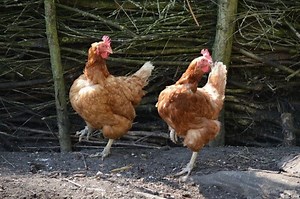 Training Chickens to Come When Called (and More)