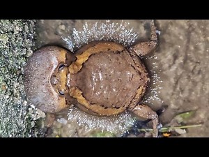 sound of frogs in the drains when it rains - frogs Sounds