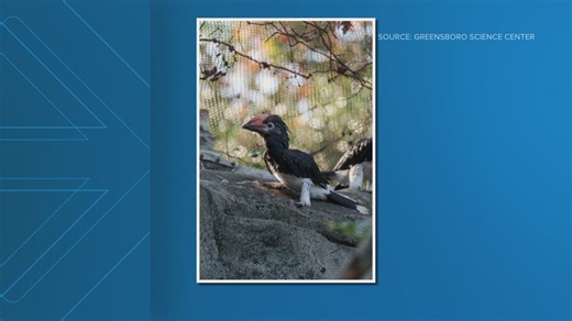 Trumpeter Hornbill chick born at Greensboro Science Center