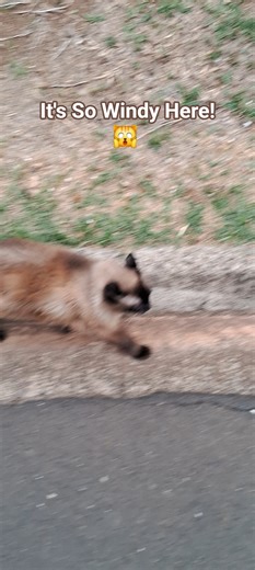 Jasmin cat, doesn't like too much wind !