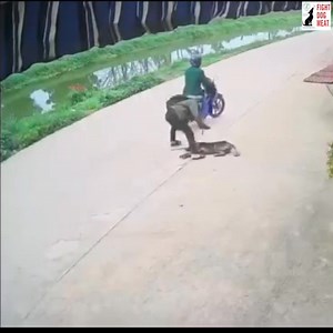 39K views · 1.6K reactions | VIETNAM: DOG THIEVES LURK EVERYWHERE...