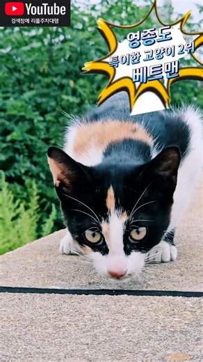 인천공항 영종도에 사는 특이하게 생긴 고양이 2위 #배트맨 #batman #lifeisbutadream #travel #고양이