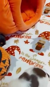 Busy babies | Ruff Haus Dachshunds