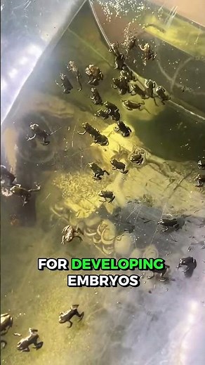 🐸🌊 From Frog Eggs to Tadpoles Transformation ✨🌿