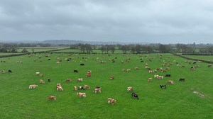 90 Pedigree Guernsey & Xbred Autumn Calving Cows – UK All these cows are due to calve from early October to early December. They are in calf to Guernsey sexed, British Blue and Norwegian Red. The herd produces 5585 litres per cow annually with 61% 3417 litres coming from forage. https://www.grasstecgroup.com/livestock-available/90-pedigree-guernsey-xbred-autumn-calving-cows-uk/ | Grasstec