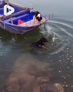 This is what friends are for 😍🐶 | IGV