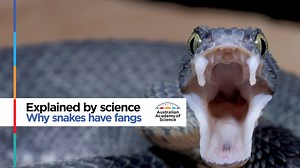 Once upon a time those sharp fangs were just normal teeth. 🐍 | Australian Academy of Science