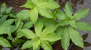 Diabetes Plant: सिर्फ पत्तियां चबाने से होगा शुगर कंट्रोल, जानें क्‍या है इस जादुई पौधे का राज  | insulin plant for diabetes | Herzindagi