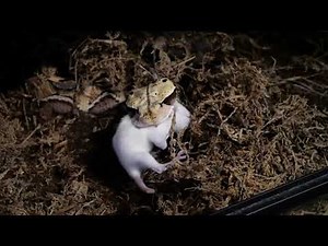 Gaboon Vipers (Live feeding) 02