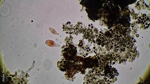 Exploring the Microscopic World: Advancing Biology Through Laboratory Science and Microscopy