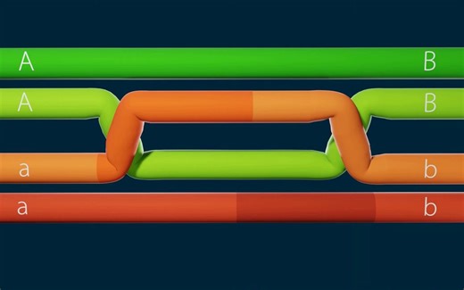 【Biochemistry】Holliday Junction & resolution