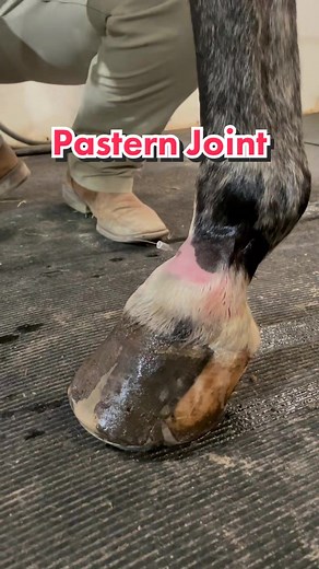 Delicious Equine Vet Sterile Joint Injection on a Horse
