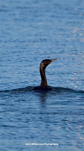107 reactions · 11 comments | Double-Crested Cormorant 襁Mississippi Gulf Coast, October 2025 #birdvideography #nikonusa #birdlife #birdwatching #birdphotography #birds #doublecrestedcormorant #wildlifephotography #wildandfree #oceanbirds #Mississippi #GulfCoastLiving #GulfCoastFun | Kat's Wilderness Photography | Facebook