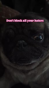 33 reactions · 48 comments | Don't block all your haters #pug #puglife #hatersgonahate #haters #jealousy #pet #dog #ig #fbreels #skinny | Jacob ThePug Canada | Facebook