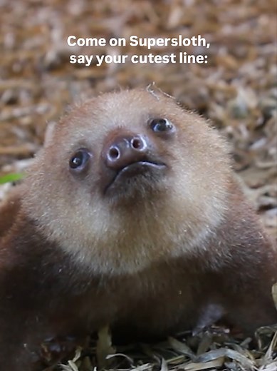 Discover Sloth Communication: The Adorable 'Meep' Sound