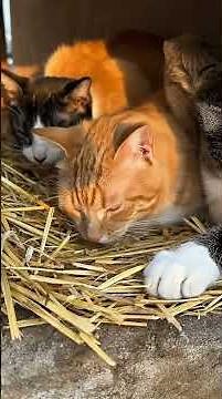 ✅ Building a Street Cat Shelter from Scratch 🐾