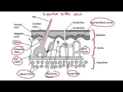 BIOLOGY-HOMEOSTASIS FULL TOPIC