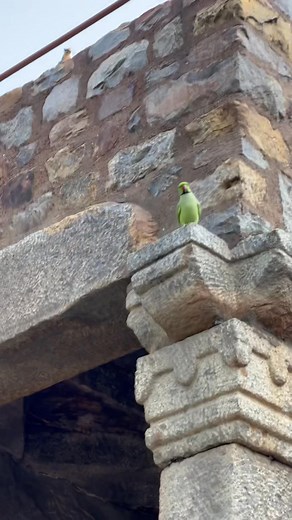 Indian Ringneck Parrot. Qutub Minar- Delhi. Video submitted by an MPAS member travelling in India. | Mornington Peninsula Avicultural Society