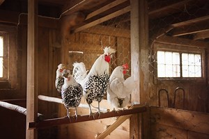 Poule : 7 choses à savoir sur les poux rouges