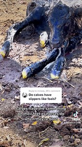 Newborn Calf Eponychium!🐮 | Katie Van Slyke