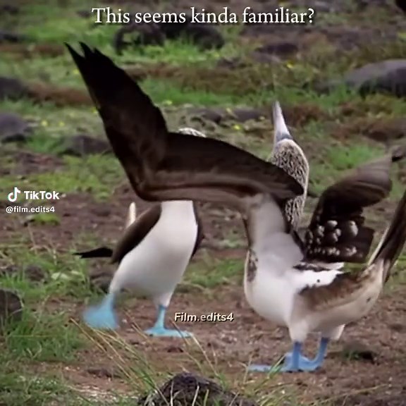 The deadly nadder mating dance is actually based off this bird #fyp #httyd #stormfly #viral #deadlynadder #cool #birds #matingdance #detail #astrid #bluefootedboobybird #toothless #edit #trend #dance #theory #hiccup #cute #httydedit #nightfury #httyd3 #fypシ #plsblowup #trending #foryou