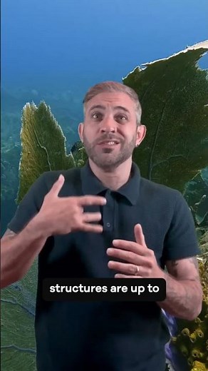 Learn the BSL sign for coral with us🪸 #signlanguage #ocean #marineenvironment #underwater