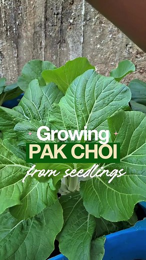 Growing Pak Choi: A Beginner's Guide