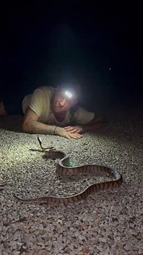 Much info, minimal time 😂 Hanging out with a Black Headed Python in the Top End. These remarkable pythons, along with the Woma, lack the signature heat pits consistent with all other Australian constrictors. This is a very specific evolutionary adaptation as their main diet consists mainly of ectothermic (cold blooded) animals which heat pits wouldn’t be effective in locating, therefore it’s primary ‘food finder’ is their incredibly sensitive forked tongue which picks up the scent left by their