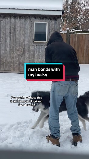 Heartwarming Moments with Levi the Siberian Husky