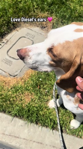Diesel is the cutest boy with the biggest ears #beagletok #beaglesoftiktok #rescuebeagle #petlovers #cutepets