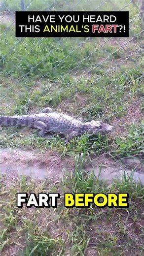Have you HEARD ALLIGATOR FARTED 😂😂