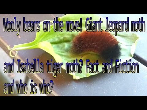 Giant Leopard Moth(Hypercombe scribonia) and Isabella Tiger Moth (Pyrrharctia isabella) caterpillars