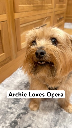 I sing opera to my dog and this is his reaction #opera #cutepuppy #dog #notai #cuteanimal