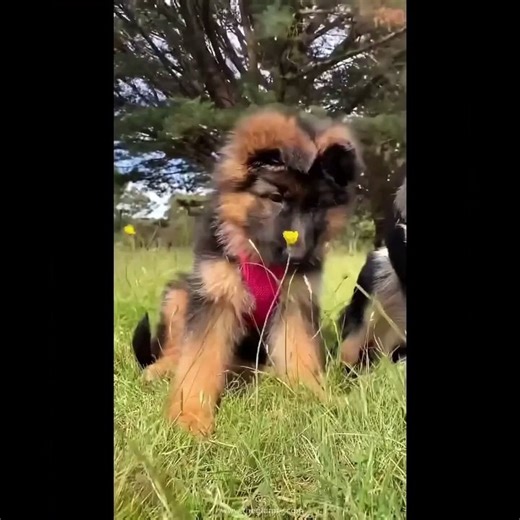 Funniest Dogs | Very Funny Dogs Moments Compilations