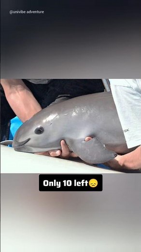 Last Chance to See: The World's Most Endangered Animals 😳 #animals #wildlife #extinction