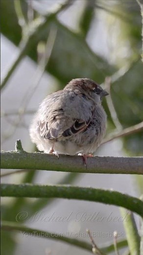 House Sparrow Call #birds #birdsounds