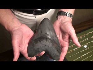 Megalodon biggest tooth?