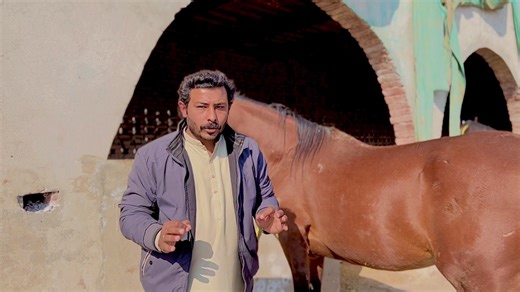 Equine Veterinary Tour in Layyah