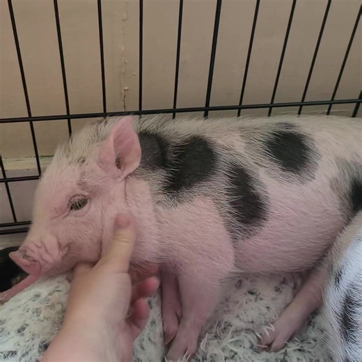 24K views · 4K reactions | The foster piglets have been here one week...