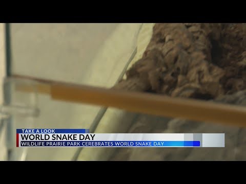 Wildlife Prairie Park celebrates World Snake Day