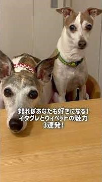 知ればあなたも好きになる！イタグレとウィペットの魅力3連発！