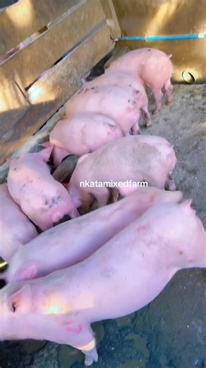 Essential Breeds for Successful Piggery Farming