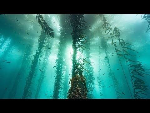 30 Minutes Of Cold Water Magic In A Monterey Bay Kelp Forest | Relax, Chill, Ocean Therapy