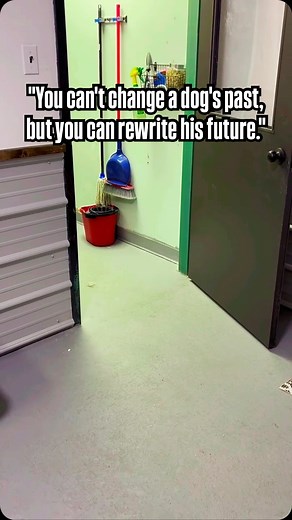 Vader’s 2nd visit with his foster family at the shelter yesterday went alot different than the first. He was very relaxed upon seeing them and enjoyed more ball toss and belly rubs. A bit different from his first introduction which was, lunging, barking, demanding his space. Vader will have a few more visits from his foster family before he goes to his foster home next week and starts his training program. Keep following for more of vader and his rehabilitation program progress. #germanshepherds