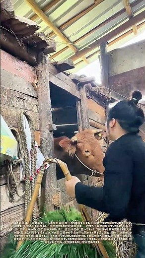柵を開けて、草を注ぐ：牛たちへの昼餉